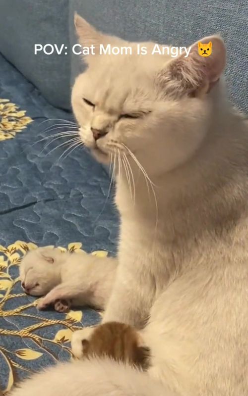 why did you wake them up?🥺#catmom #cattok #cat