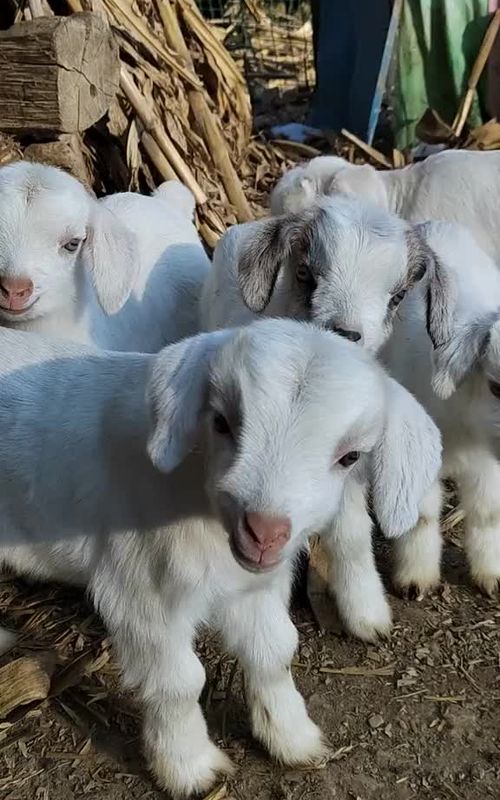 #baby #cutebaby #animals #cuteanimals #funny #funnyvideos #cute_zoo #goat #goatsoftiktok 