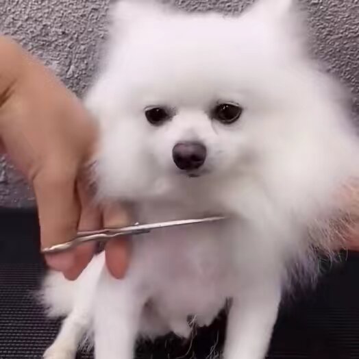 Pet grooming