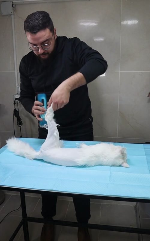 Grooming #cat #vet #doctor #hotel #foryou #fyp #pets #grooming