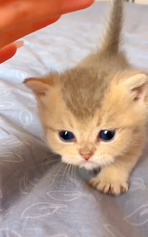 The little short legs run fast 😹😹#Cat #cute #kitten #smallshortlegs #cattok 