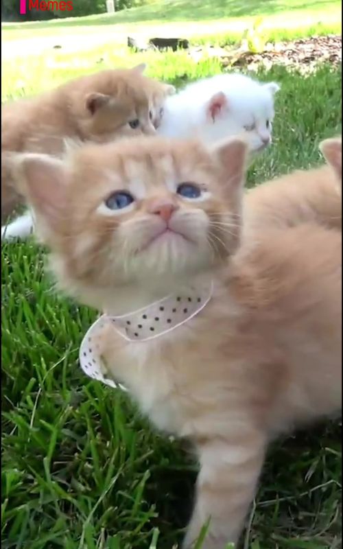 Cute kittens meowing 🥰😻 #kittens #meowing #cutekittens #cute #meow #fypシ 