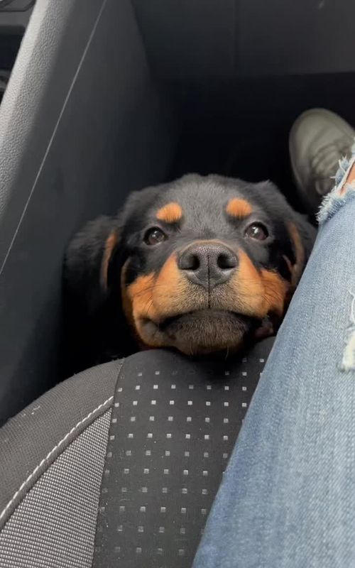 #rott #rottweiler #mascotas #cachorro #puppy #rottweilersoftiktok #rottweilerpuppy #rottweilerdogs #rottweiller #rottweilerlove #dog #dogsoftiktok #doglover 