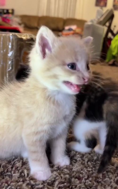 Cute Kitten Meowing 😻🐱 #kitten #meow #meowing #cute #kittentok #fypシ゚viral #f 