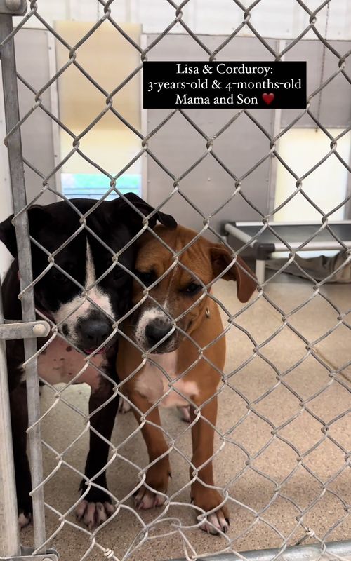 Some of our Dogs here at TAPS with no current adoption applications ☹️ if you share this video, you might help us connect them with their forever home!  #dogsoftiktok #dog #doglover #dogoftheday #shelterdog #animalshelter #Love #rescue 
