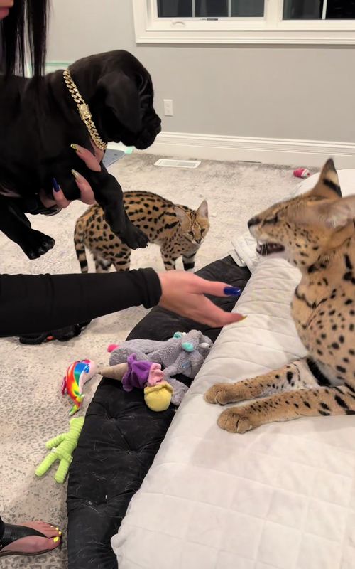 Interducting Cane Corso Puppy to Big Servals Cats!!  #cats #bigcats #bestfriend #BestFriends #savannahcat #serval #exoticpets #exoticcat #viral #pet #viralvideo #fy #fyi #fypシ #tiktok #canecorso #canecorsopuppy #canecorsoitaliano #canecorsoforlife #animals 