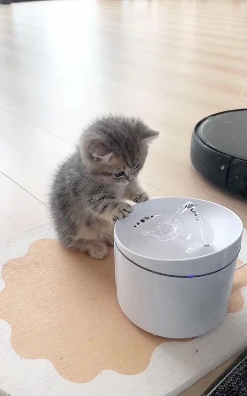She can play for a day #cute #cat #cutepet #kitten 