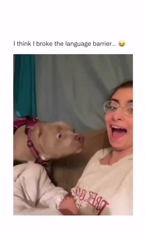 funny dogs Comp 🤣🐶  . . . #dogs #dogsoftiktok #dog 