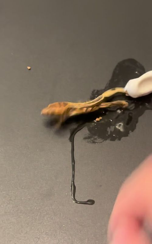 Ive never seen a gecko hatch with such grace #reptile #reptiles #petsoftiktok #gecko #crestedgecko 