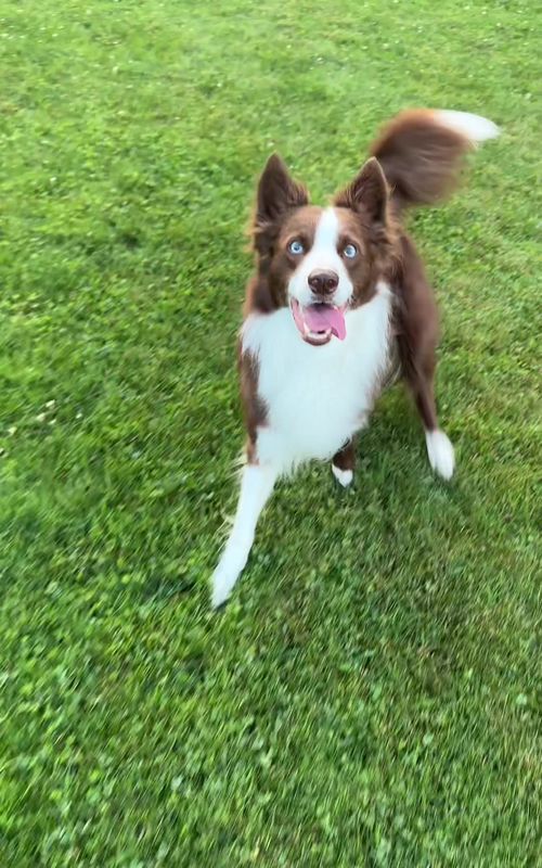 Such a good boy 🐶 #dogtraining #dogtricks #bordercolli 
