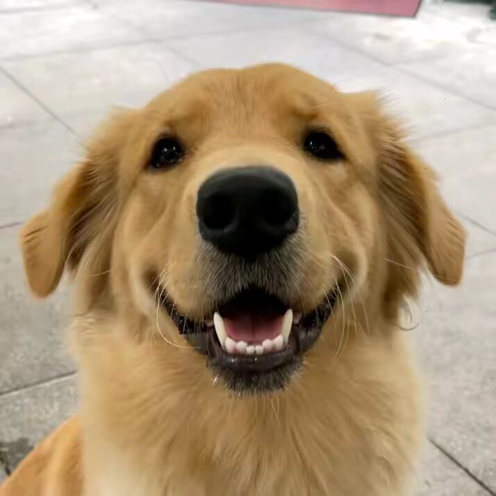Golden fam