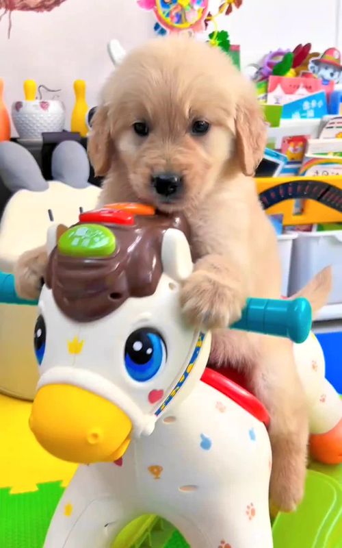 🧡#puppy #goldenretrieverlife #cute #fyp 
