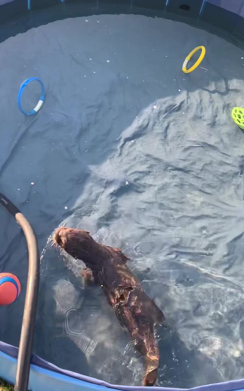 Corndogs favorite activity! #otter #ottertok #fyp #funnypets #asiansmallclawedotter #corndogtheotter #foryoupage #neuvillette #ottersoftiktok #mrstealyopearl #exoticpets #otters #funnyfarmanimals #cuteanimals #fypシ゚viral #funnyanimals #viralvideo 