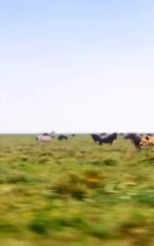 animals 🐅🐆#foryou #foryourpage #trending #relss #viral #animalsftiktok #animals #unfrezzmyaccount #animalsworld @🥀Mishal🥀Niazi🥀 @Dolly @Imran Khan Official @TikTok Trends @TikTok UK @°𝕂𝔸𝕊ℍ𝕀𝔽°𝕁𝔸ℕ𝕀° 
