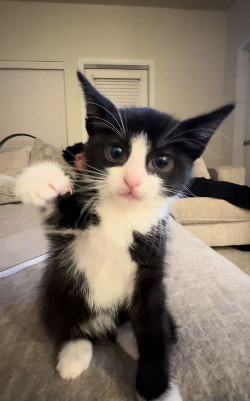 #cats #fyp #viral 
