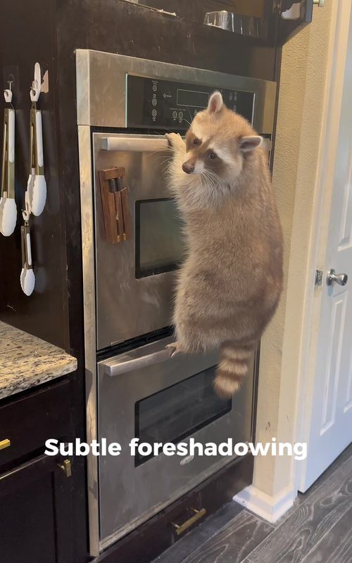 LMFAOOOOOO joining in on the subtle foreshadowing trend.  #subtleforeshadowing #subtle #foreshadowing #trend #raccoon #raccoons #trashpanda #raccoonsoftiktok #raccoonsoftiktok🦝 #animalsoftiktok #exoticpetsoftiktok #pet #blonde #cinnamon #fyp #cute #funny #bento #bentobox #benny #mapache #foreshadow 