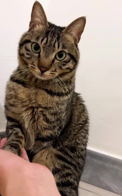 Lmao sweetie #pet #cat #cute #gato #funnyanimals #catsoftiktok #cutie #explore #viral #fyp 