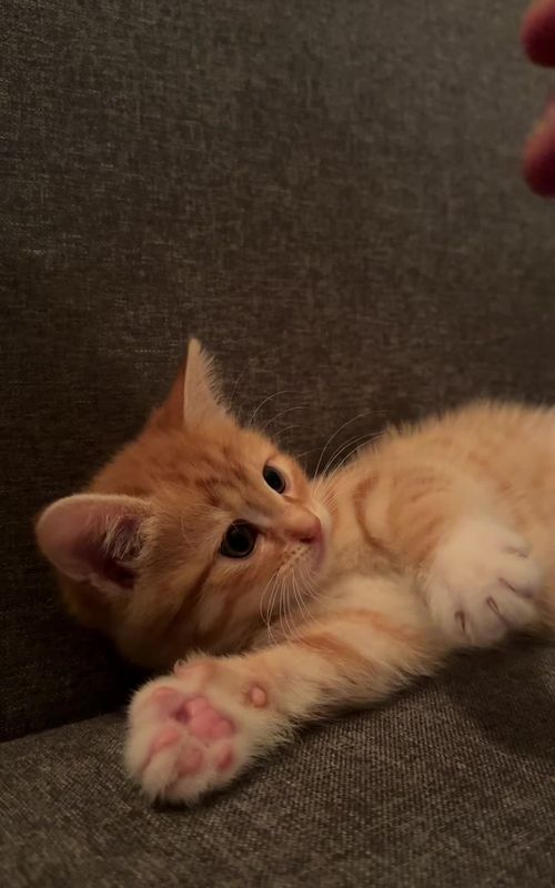 #kitten#ginger#play#fyp #cattok 