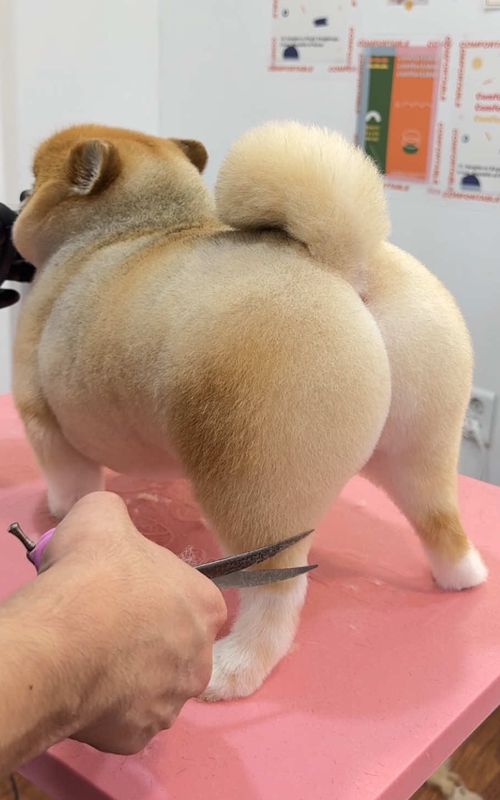 🍑🧡 #groomin #grooming #love #dogsoftiktok #dog #pomeranian #lovely #puppy #fyp #반려동물 #포메라니안 #foryou #viral #포메미용 #포메틱톡 #doggy#groom 