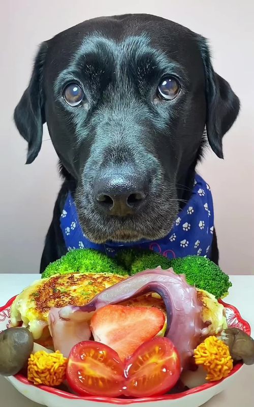 Dondoneatingsound #dog #dogeat #eating #fyp #foruyou #pet #animation #foodlover #tiktok #eatingsounds  