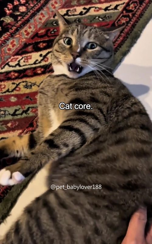 Cat core. #cat #core #cats #cutecat #catlover #catsoftiktok #fyp #foryou #foryoupage #funny #fypシ #funnycat #funnyvideos #funnytiktok #catcore #kitty 