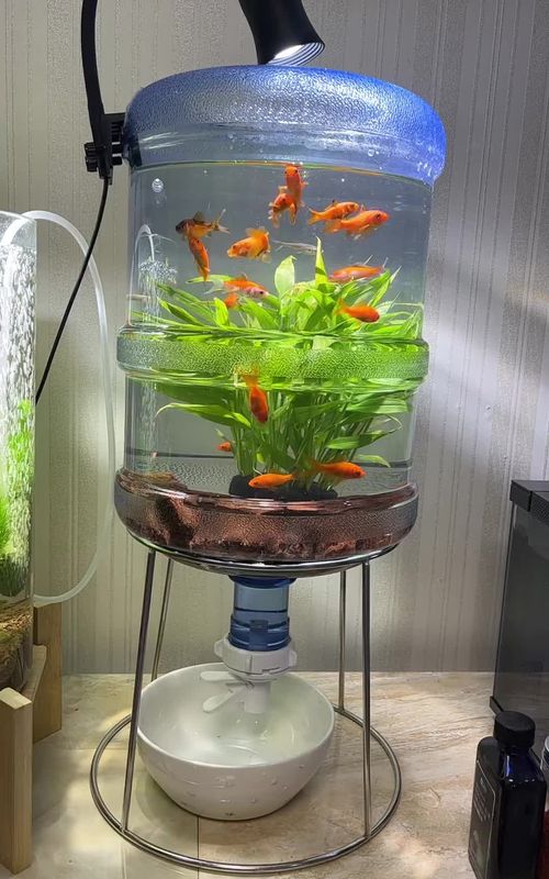 Ý tưởng độc đáo cho ae tham khảo chế cháo 🤩 #biotopeaquarium #beca #becadep #freshwateraquarium #tropicalfish #xh #hocongnghemoi #cacanhdep 