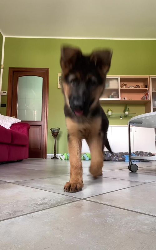 #germanshepherd #puppy #dog #foryou #pastoretedesco 