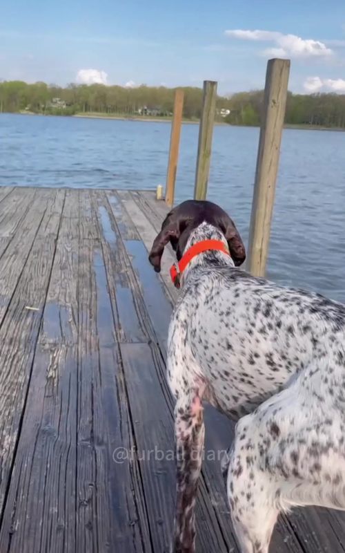 Dog love water #dog #pets #dogsoftiktok #doglife #funnyvideo #cutedog #funny #foryou 