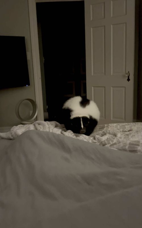 Good mornin! ☀️🦨 #skunk #skunksoftiktok #skunks #exoticpet #fyp #petlife #pettok #cute #asmr #petsoftiktok #fypage 