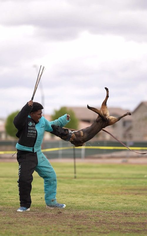 Can’t wait to step on the trial field again with my girl if all goes well we should be trialing again very soon🥹 as of right now just looking back on footage of her PDC routine💕 #belgianmalinois #dogtraining #bitework 