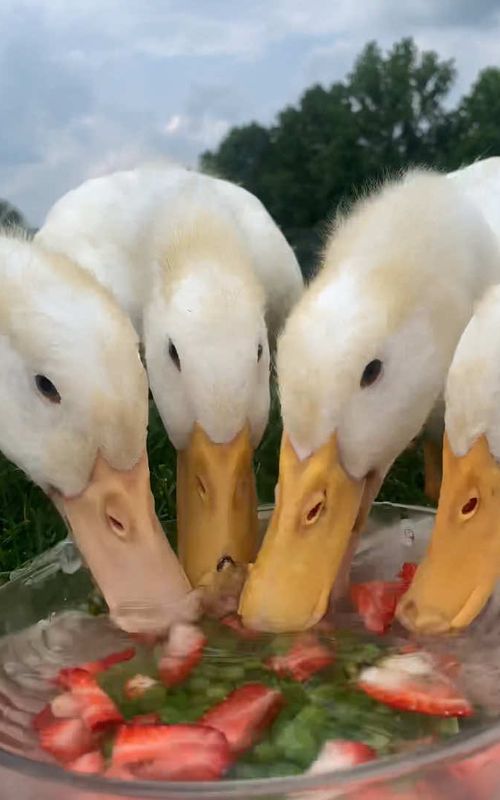 #ducks #cute #farmlife #fypシ 