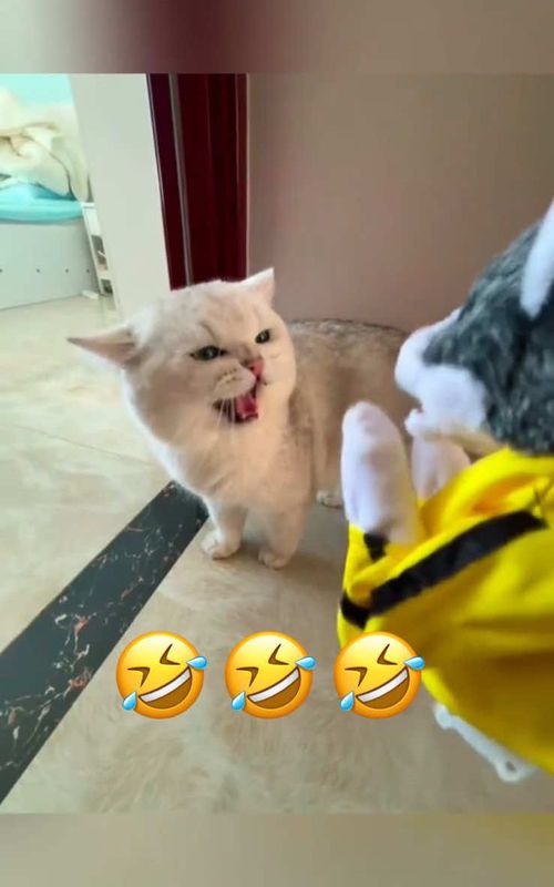 Part 04 | I couldn’t stop laughing editing this 🤣🤣 #funnycat #funnydog #funnyanimals #funny #pets #animals #cat #funnyvideos😂 #catsoftiktok #cutecat #funnypets #fyp #foryoupage 