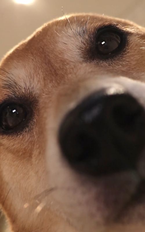 oh, hello there👀👋 . #foryou #dog #doggo #cutedog #shiba #shibainu #dogtok #cute #doglover 