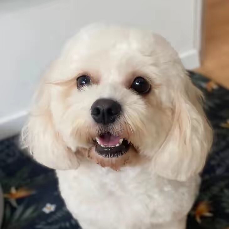 dogroomingstudio