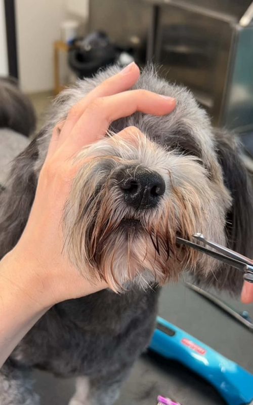 One summer Buzz cut, please! 😎 #havanese #doggrooming #fyp 