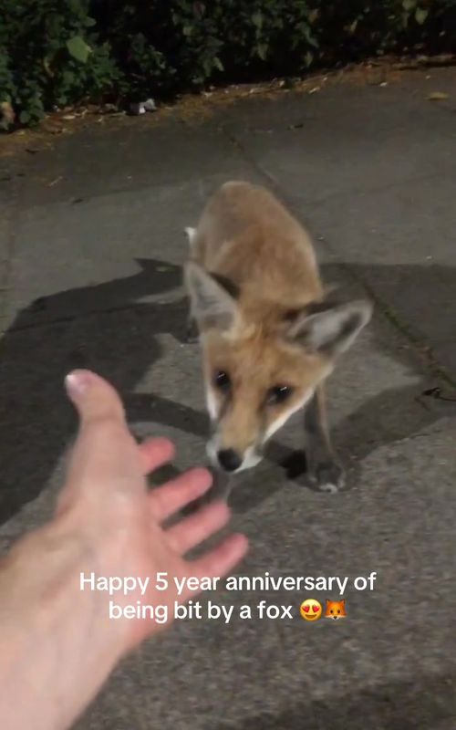 I love foxes🧡🦊🦊 severely misunderstood creatures #fox #foxes #animalsoftiktok #cute #animallover 