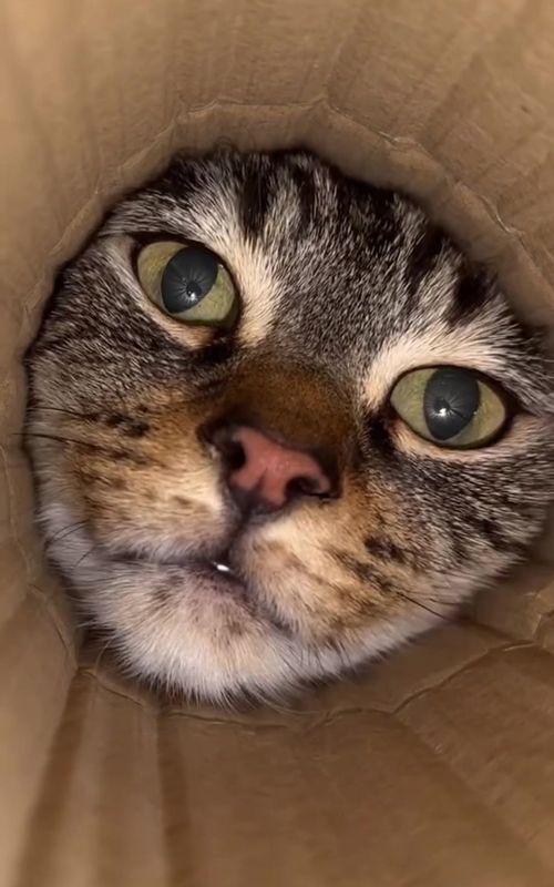 #ScaredyCat #CatReaction #CatFails #FunnyPets #PetTok #HornScare #FYP #ViralTikTok #TrendingNow #TikTokCats #FunnyVideo #JumpScare #MustSee #CatsOfTikTok #CuteButCrazy 	#ForYouPage #CatLover #AnimalReactions #TikTokAnimals