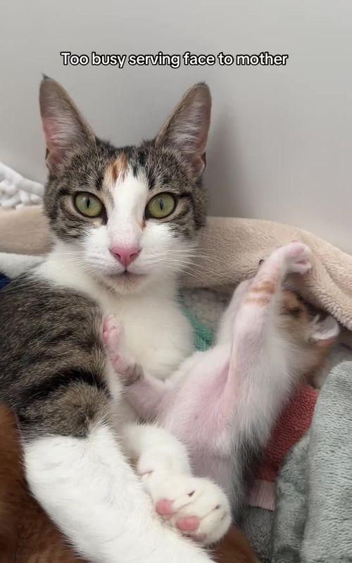 Prettiest girl I know #kitten #kittentok #kittensoftiktok #catsoftiktok #cattok #catmom #baby #fyp #fypシ 