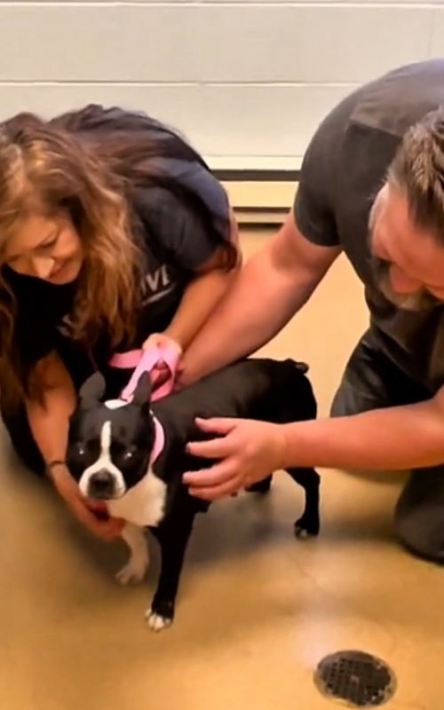 That heart melting moments when shelter dogs found a forever home 🥺💜 #shelterdogs #dogadoption #adoptionday #dogsoftiktok #puppylove 