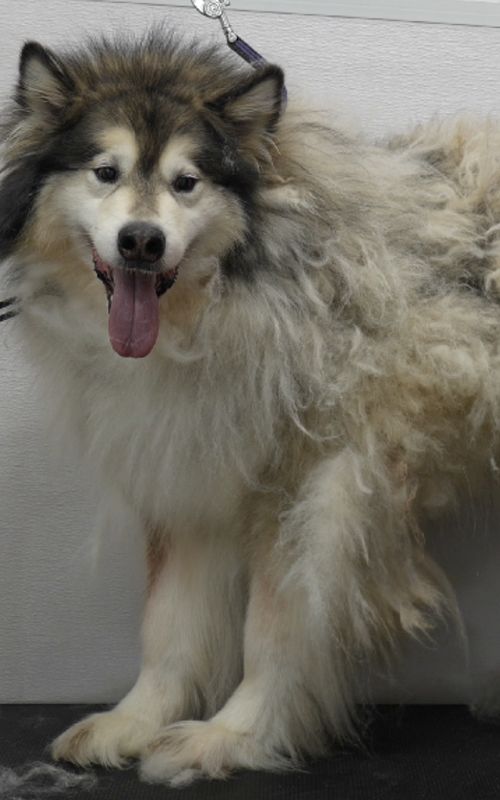 Part 1 #viral #fyp #dogsoftiktok #husky 