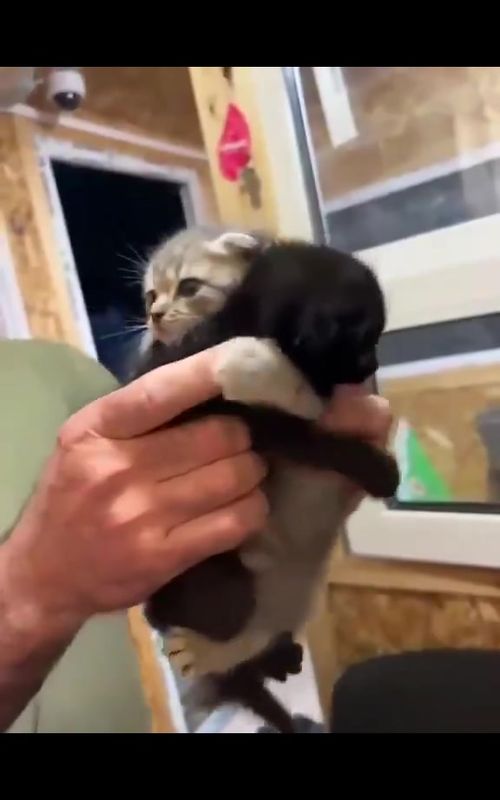 A guy wanted to adopt a cat, but he wouldn't leave his brother's side, so he had to take both of them. 🥹#fypage #fypシ #yagirlgabby_ #fypシ゚ #fypシ゚viral #viraltiktok #viralvideo #cat #kittens #cattok #cute #cuteanimals 