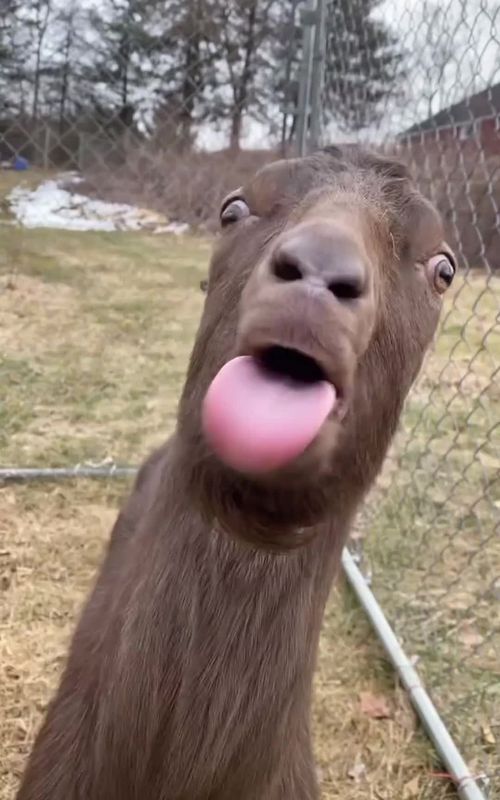 This silly goat just wants to make you smile today 😊🐐 #ExplorePage #ViralAnimals #AnimalComedy #CuteAndFunny #InstantClassic #GoatTok #GoatLife #FunnyGoat #GoatMoment #AnimalTok #FarmTok #CrazyGoat #GoatOfTheDay
