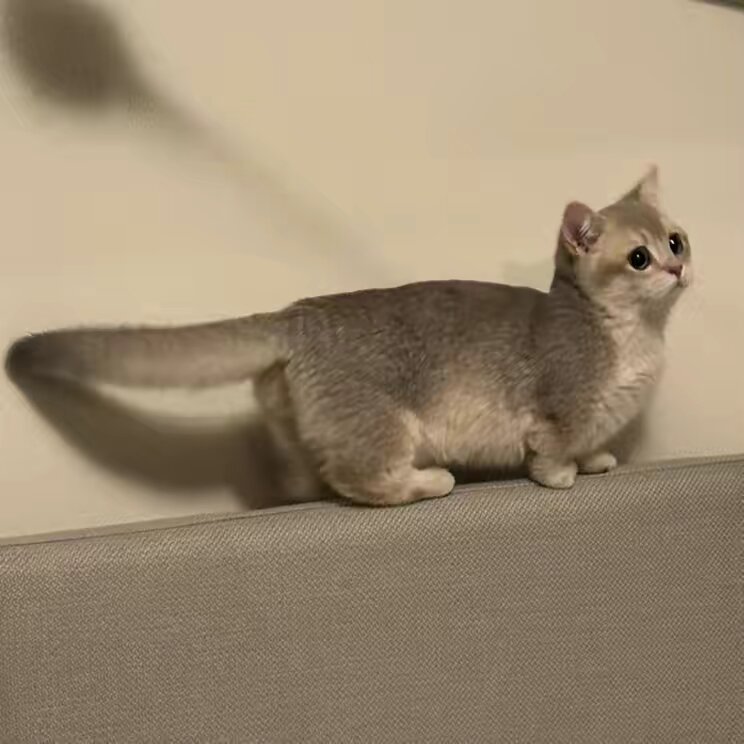 Munchkin cat 🐈