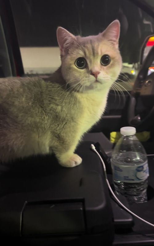 🐱 #fyp #cat #catsoftiktok 