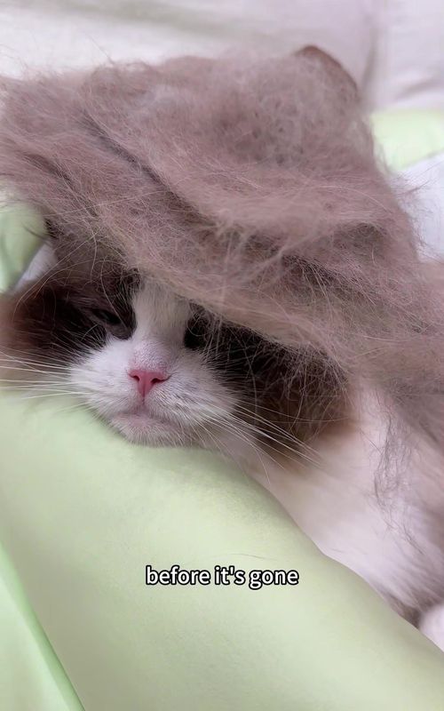 All pets love this brush🐈💗it’s absolutely great!👍 #cat #catbrush #pet #petgroomer #petcomb 