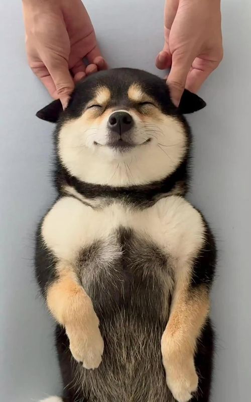 ASMR Ear Care: Deep Clean & Relaxation ~  #littlemanyu #dogsoftiktok #dogs #spa #shibainu #manyuland #asmr #shibainumanyu 