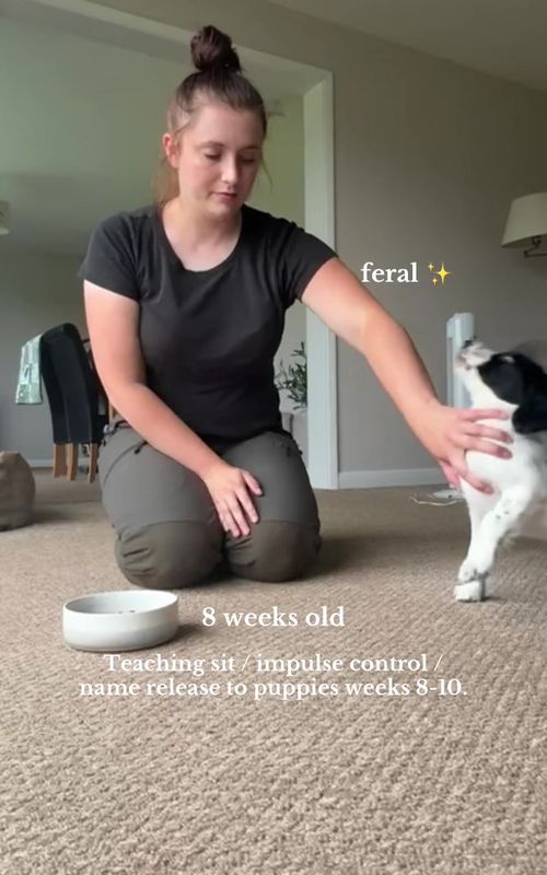 Life is not fair for ravenous little puppies but they must learn manners! #puppytraining #workingdog #englishspringerspaniel #spanielpuppy 