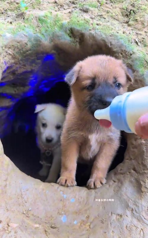 #dog #cutedog #funnydog #tiktok #foryou 