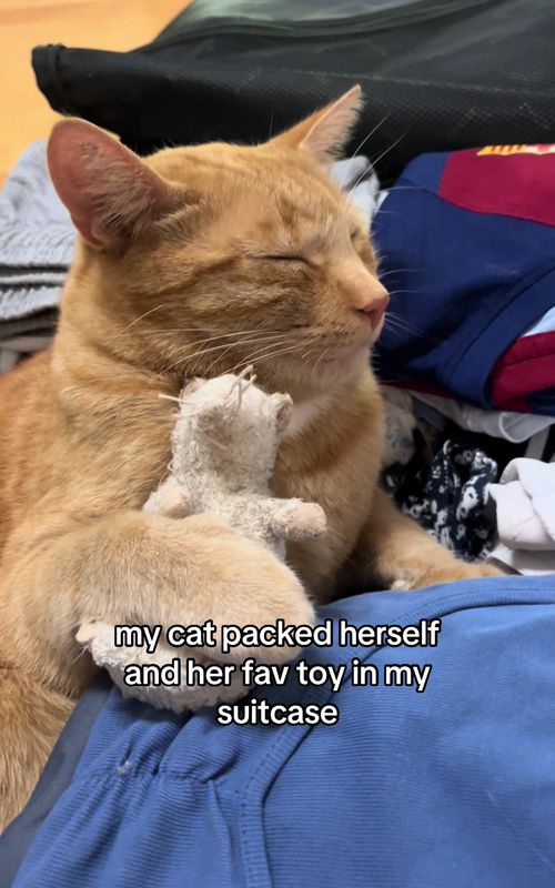 my shaylaaa😭😭 #cattok #myshayla #cute #viral #fyp
