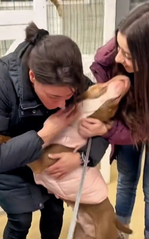 The priceless reactions of dogs being adopted 🥺❤️ #dogsoftiktok #shelterdogs #dogadoption #adoptionday #doglover 